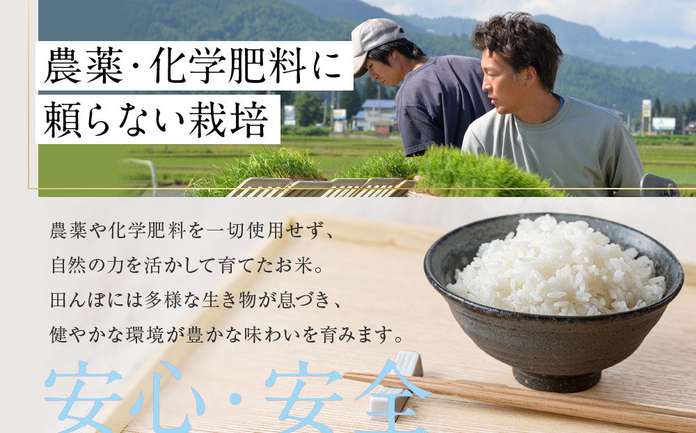 【定期便】関智晴がつくる最高級 南魚沼産コシヒカリ 金丸 ５kg ×全12回　栽培期間中 農薬化学肥料不使用【定期便 銘柄米 ブランド米 精米 こしひかり コシヒカリ 魚沼産 新潟米 産地直送 お米 米 こめ コメ ご飯 御飯 ごはん】