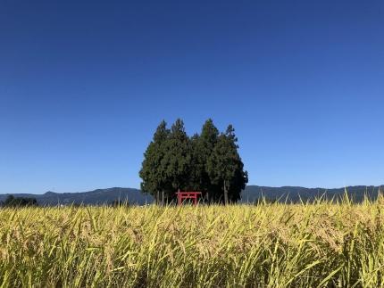 [新米]  南魚沼産こしひかり5kgx2　栽培期間中農薬・化学肥料不使用の米　八海山の里で実りました。(令和6年産)