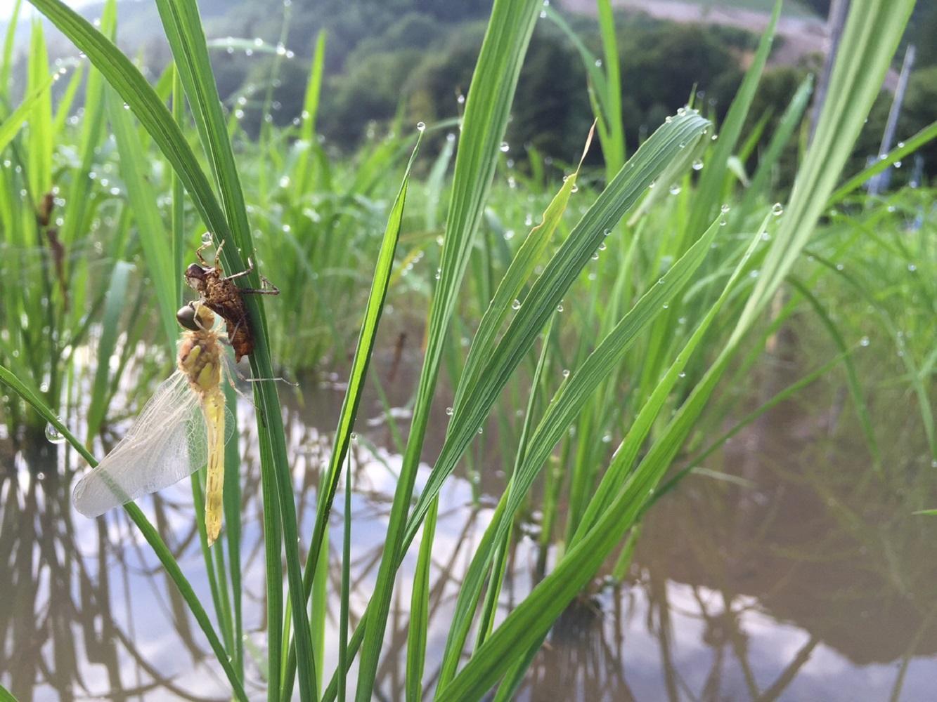 【R7年産】最優秀賞受賞【8割減農薬】最高峰南魚沼産こしひかり5kg　桑原農産のお米(精米)