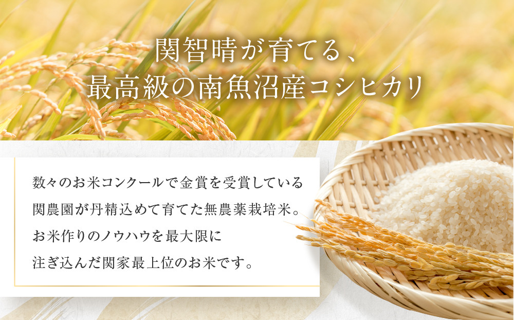 【定期便】関智晴がつくる最高級 南魚沼産コシヒカリ 金丸 ５kg ×全12回　栽培期間中 農薬化学肥料不使用【定期便 銘柄米 ブランド米 精米 こしひかり コシヒカリ 魚沼産 新潟米 産地直送 お米 米 こめ コメ ご飯 御飯 ごはん】