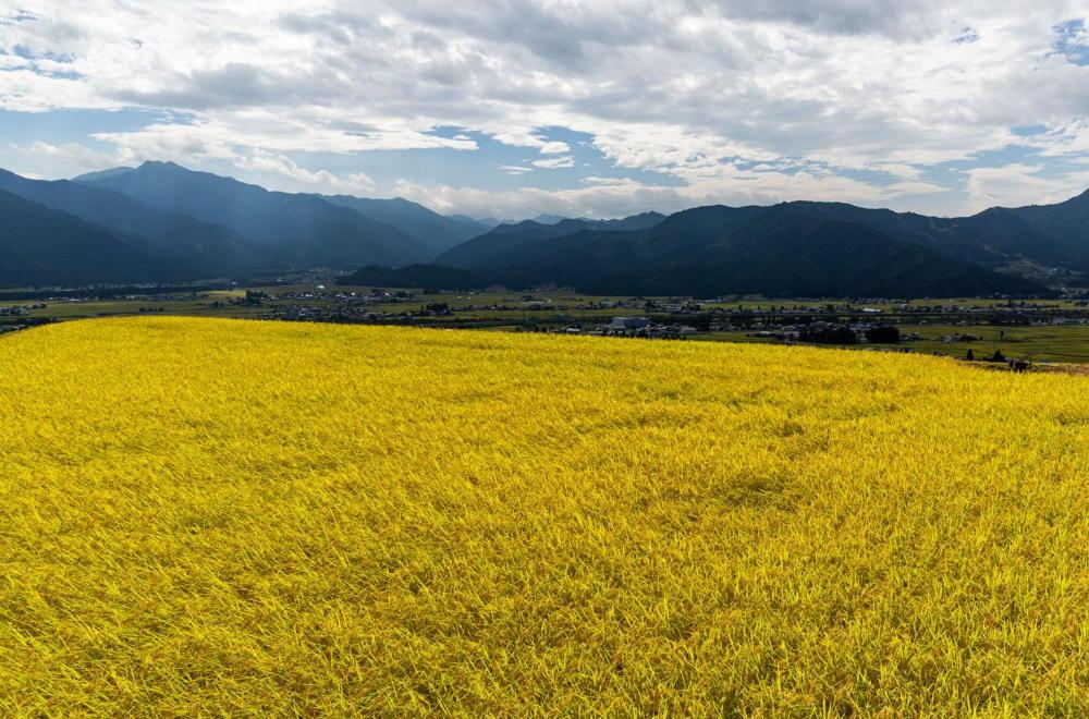 【令和6年産 新米】南魚沼産コシヒカリ（白米20kg×全12回）新潟県 特A地区の美味しいお米。
