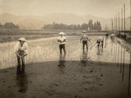 【令和5年産】最高金賞受賞  数量限定雪室貯蔵　南魚沼産コシヒカリ「こまがた家のお米」　5kg