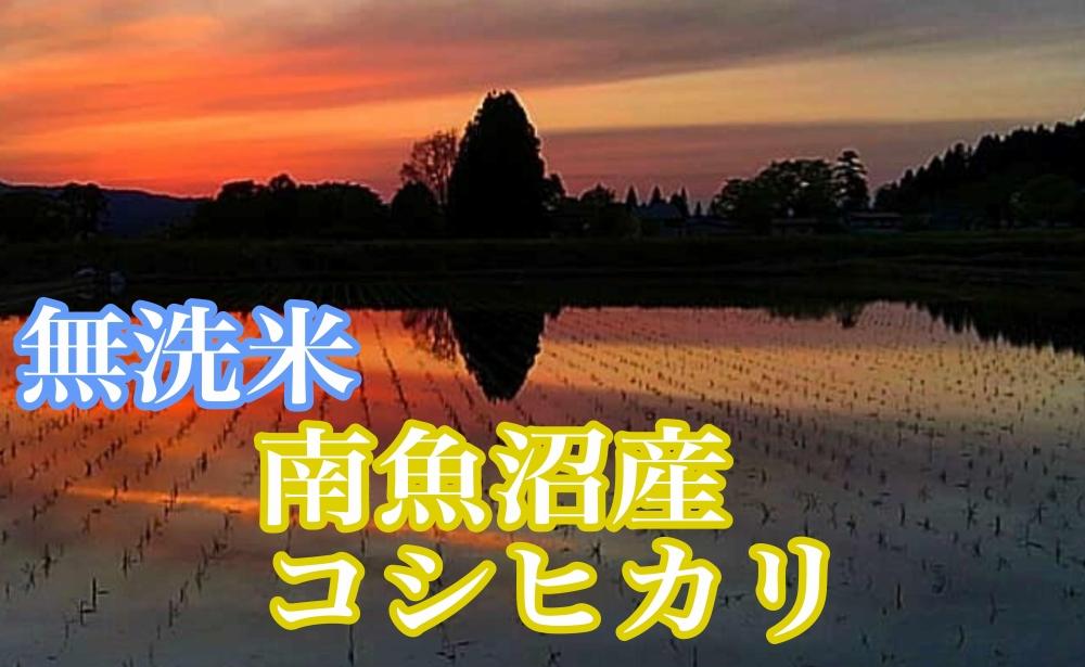 縲蝉サ、蜥7蟷エ逕」縲鯛酪蜷溽イセ 辟。豢礼アウ笳丞漉鬲壽イシ逕」繧ウ繧キ繝偵き繝ェ4kg