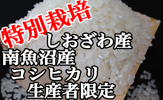 【定期便：２Kg×3ヶ月】特別栽培 生産者限定  南魚沼しおざわ産コシヒカリ