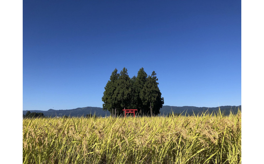 【令和8年産新米予約】[玄米]南魚沼産こしひかり＜定期便＞5kgx12回（月1回）八海山の里で実りました。【2026年9月中旬より順次発送予定】