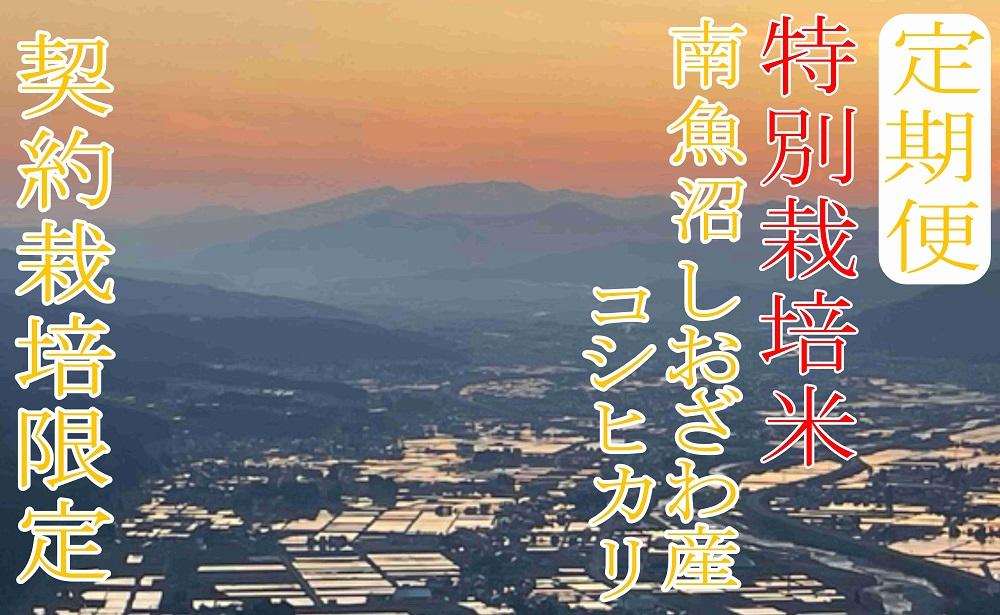 ※定期便：8Kg×3ヶ月※特別栽培 生産者限定  南魚沼しおざわ産コシヒカリ