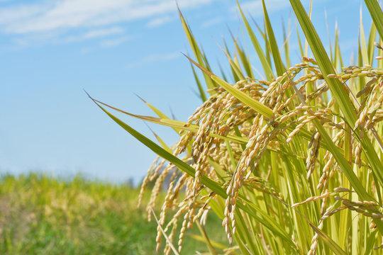 ã什å7幎ç£ãåéæ²Œç£ã³ã·ãã«ãªãç§éœãïŒçœç±³10kgïŒæ°æœçã®ç¹Aå°åºåéæ²Œåžã®çŸå³ãããç±³