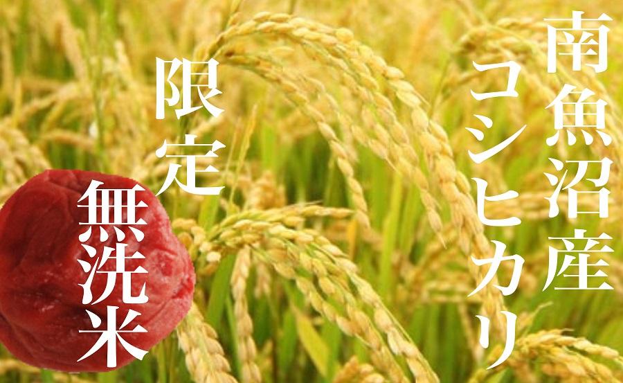 ã什å7幎ç£ããå®æäŸ¿ããç¡æŽç±³ãåéæ²Œç£ã³ã·ãã«ãª10KgÃå
š12åã2025幎10æäžæ¬ããé æ¬¡çºéäºå®ã