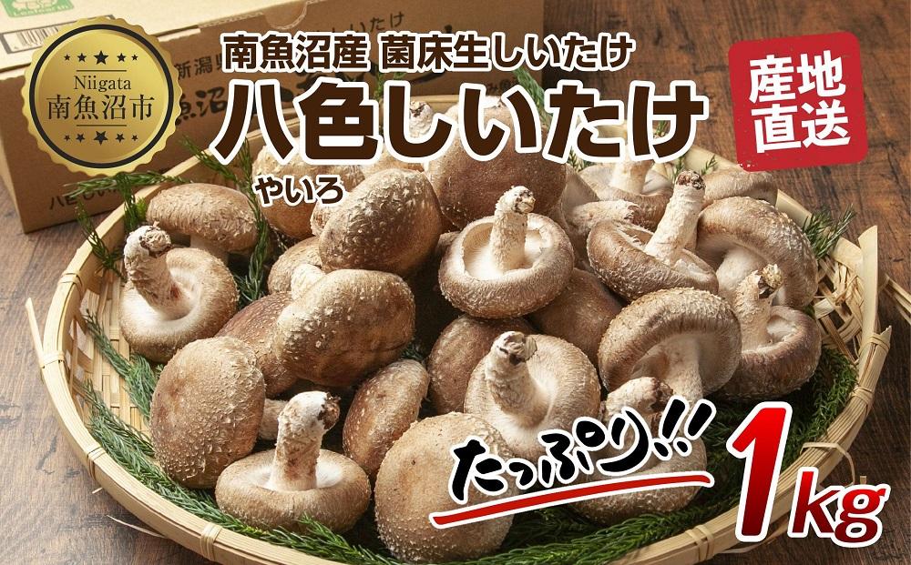 ES419 八色 しいたけ 1kg シイタケ 椎茸 生しいたけ 生シイタケ きのこ キノコ 菌床栽培 肉厚 鍋 バーベキュー おかず おつまみ 贈答 ギフト 越季 新潟県 南魚沼市