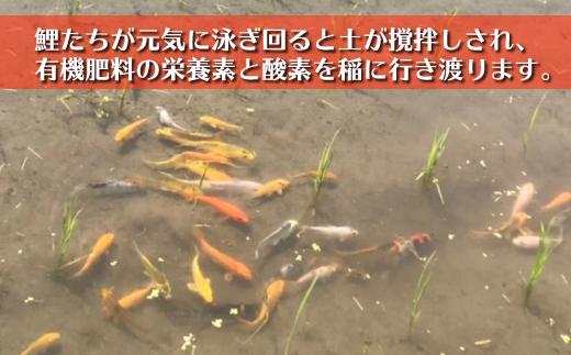 鯉と育てた 有機栽培米 南魚沼産コシヒカリ「こいみのり」 無洗米5kg