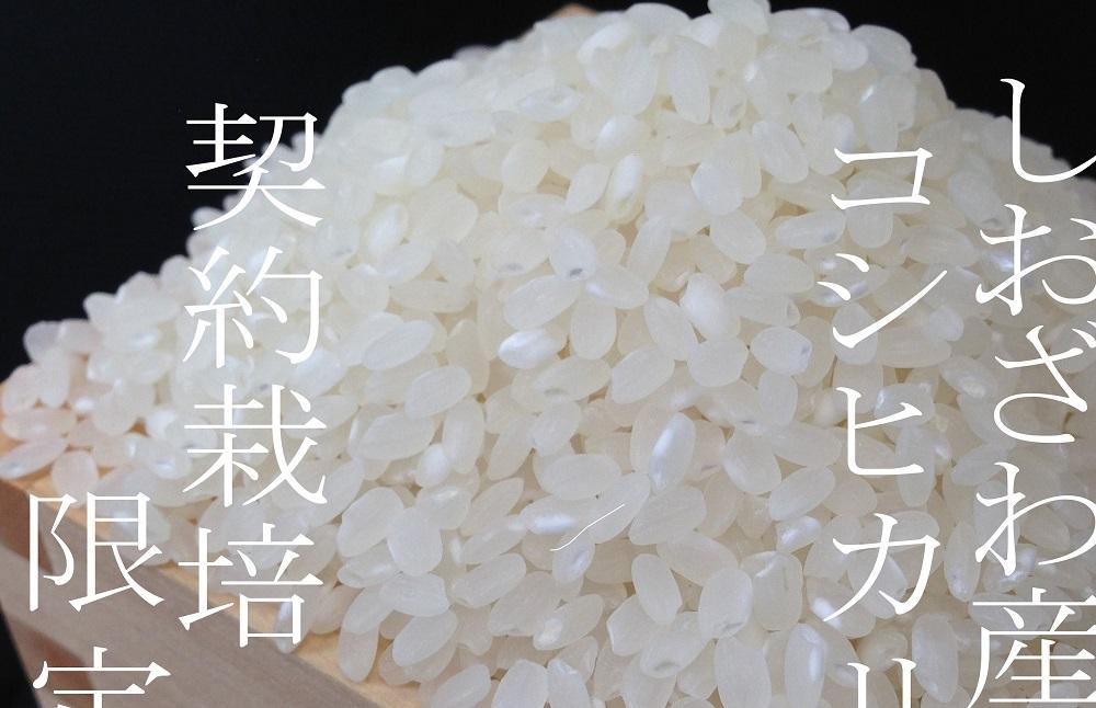 【令和7年産】【定期便】契約栽培限定 南魚沼しおざわ産コシヒカリ20Kg×12ヶ月