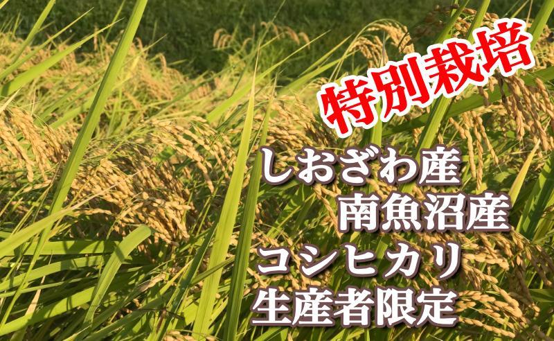 【令和7年産】特別栽培 生産者限定 南魚沼しおざわ産コシヒカリ20Kg