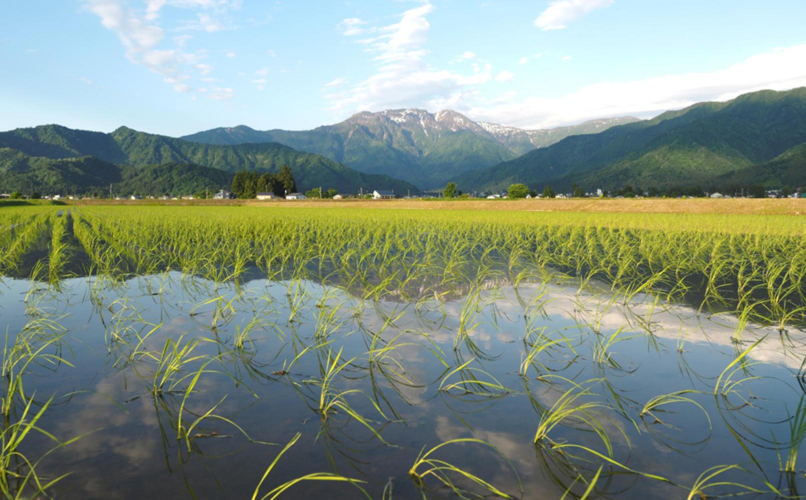 【令和5年産】南魚沼産こしひかり「窒素充填2合パック×30袋入」