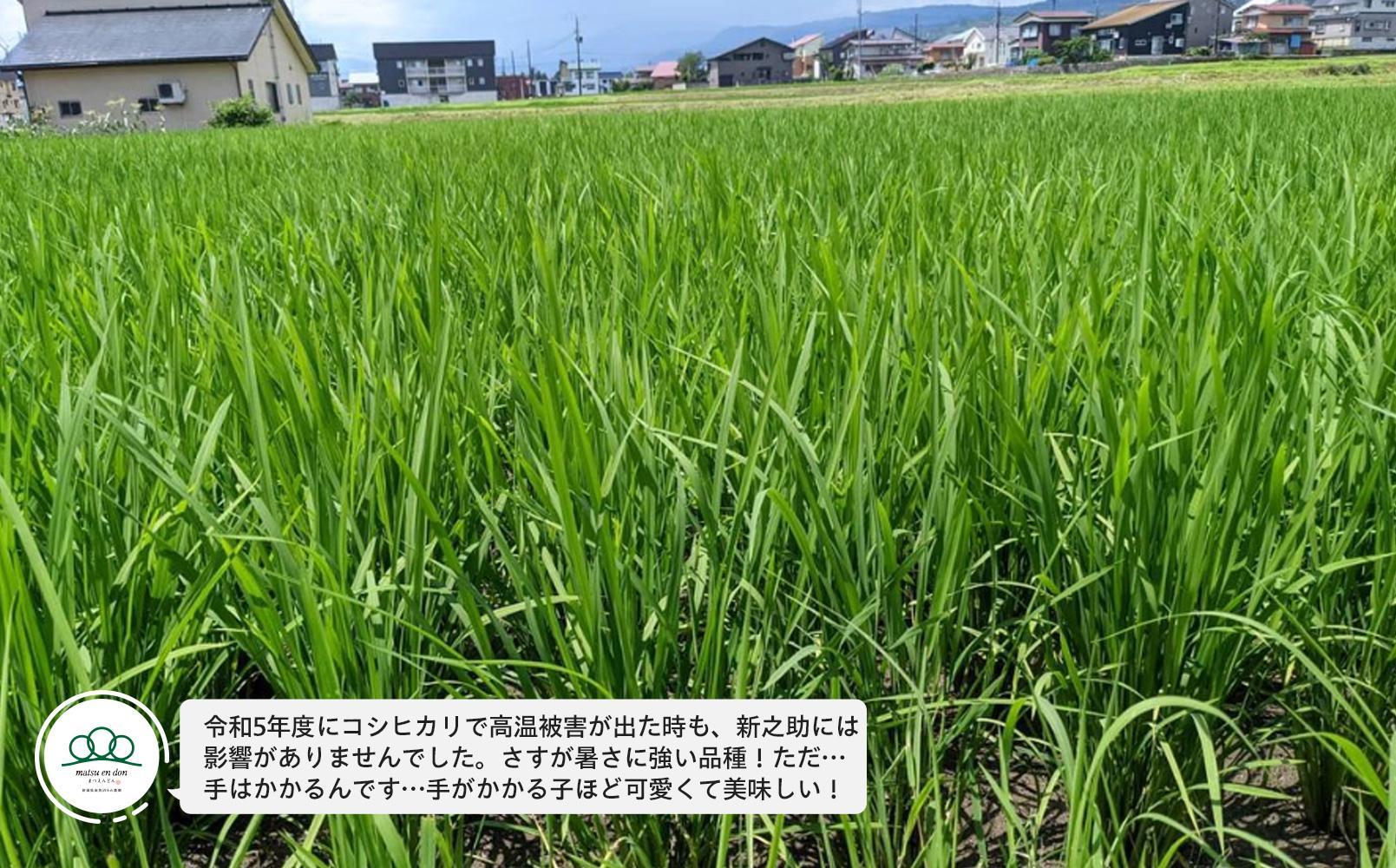 定期便【令和8年産新米予約】玄米5kg×3回 南魚沼産新之助＜3ヶ月定期便＞農家直送_AG【定期便 銘柄米 ブランド米 玄米 新之助 魚沼産 新潟米 産地直送 お米 米 こめ】【令和8年10月中旬から1ヶ月以内に順次発送予定】
