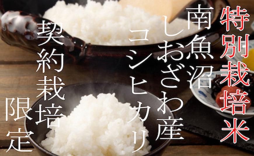 【令和7年産】【定期配送10Kg×6ヶ月】特別栽培 生産者限定  南魚沼しおざわ産コシヒカリ