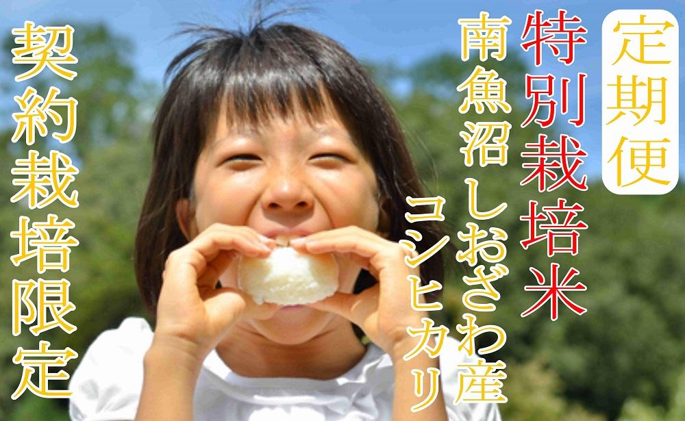 縲蝉サ、蜥7蟷エ逕」縲鯛サ螳壽悄萓ソシ6Kgテ6繝カ譛遺サ迚ケ蛻・譬ス蝓ケ 逕溽肇閠髯仙ョ 蜊鈴ュ壽イシ縺励♀縺悶o逕」繧ウ繧キ繝偵き繝ェ縲2025蟷エ10譛井ク頑流繧医j鬆谺。逋コ騾∽コ亥ョ壹