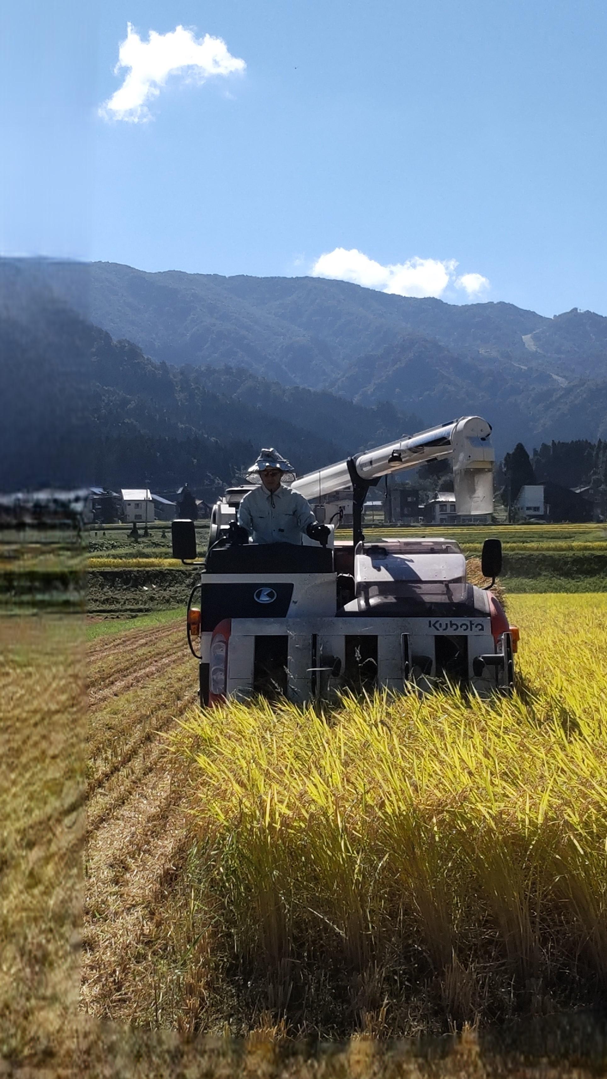 縲蝉サ、蜥7蟷エ縲第眠貎溽恁隱崎ィシ迚ケ蛻・譬ス蝓ケ邀ウ鬲壽イシ逕」縺励♀縺悶o繧ウ繧キ繝偵き繝ェ邇邀ウ20kg