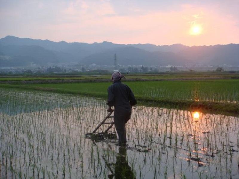 【Ｒ7年産】【定期便】南魚沼産コシヒカリ精米５kg×６回 山本家【従来品種】