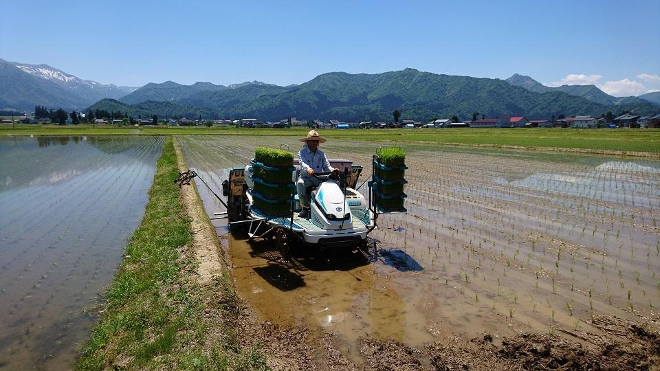 新潟県認証特別栽培米魚沼産しおざわコシヒカリ玄米20kg