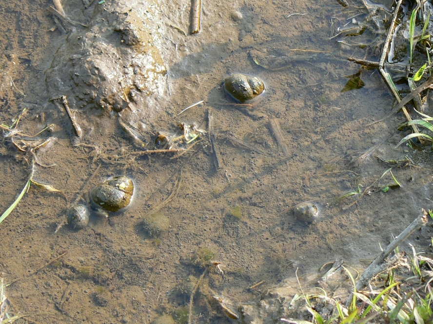 【令和６年度産  新米予約】《語り伝えられる地》南魚沼しおざわ産コシヒカリ５Ｋｇ（白米）