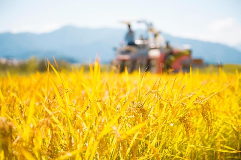 【12月20日ご入金確認分まで年内発送】【令和7年産】南魚沼産こしひかり「秋雪」白米５ｋｇ 新潟県の特A地区南魚沼市の美味しいお米