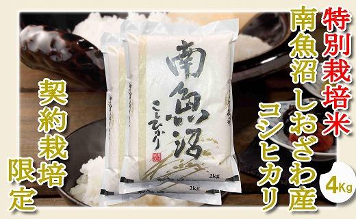【令和7年産】【精米４Kg】特別栽培 生産者限定  南魚沼しおざわ産コシヒカリ