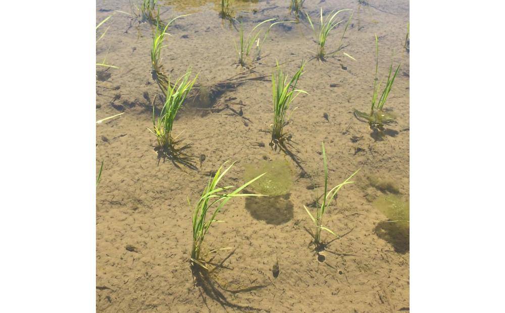 縲蝉サ、蜥7蟷エ逕」縲代仙ョ壽悄萓ソ繝サ荳頑流縺雁ア翫¢縲2kgテ3繝カ譛医蜊鈴ュ壽イシ逕」繧ウ繧キ繝偵き繝ェ