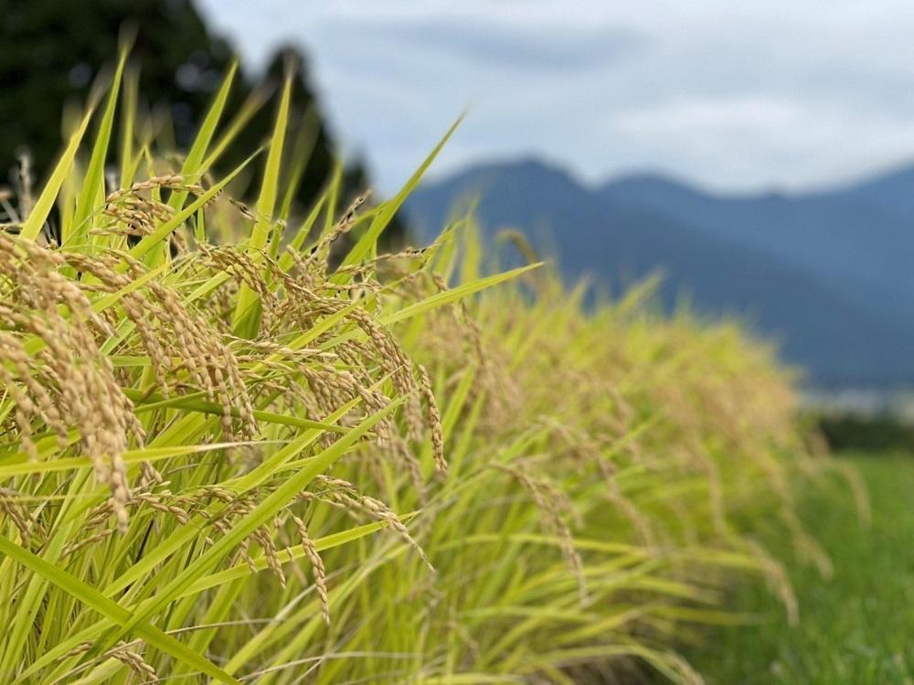 令和5年産 南魚沼産コシヒカリ　「棚田米！特別栽培米５割減農薬　精米５キロ」