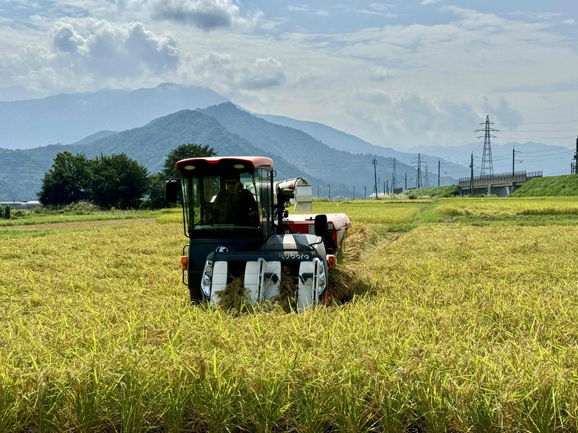 ã什å7幎ç£ãåéæ²Œç£ã³ã·ãã«ãª çœç±³5kg