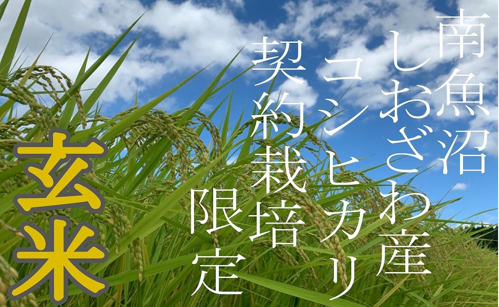 ã什å7幎ç£ããå®æäŸ¿6KgÃ12ã¶æãâçç±³â çç£è
éå® åéæ²Œããããç£ã³ã·ãã«ãªãå®æäŸ¿ éæç±³ ãã©ã³ãç±³ çç±³ ããã²ãã ã³ã·ãã«ãª éæ²Œç£ æ°æœç±³ ç£å°çŽé ãç±³ ç±³ ãã ã³ã¡ ã飯 埡飯 ãã¯ãã