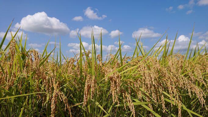 【令和5年産米】南魚沼産コシヒカリ10kg 井口農場こだわりの 特別栽培米
