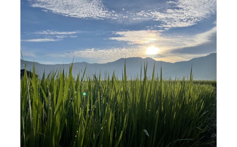【令和8年産新米予約】[玄米]南魚沼産こしひかり＜定期便＞5kgx12回（月1回）八海山の里で実りました。【2026年9月中旬より順次発送予定】