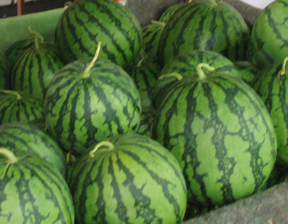 【先行予約】八色原西瓜 大玉2玉【2026年7月下旬発送】【お届け日時指定不可】