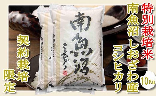 【令和7年産】【精米１０Kg】特別栽培 生産者限定  南魚沼しおざわ産コシヒカリ