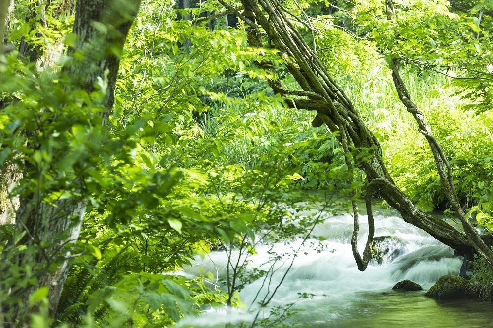 【令和7年産】【定期便】「貝瀬農園米」農薬5割減栽培　南魚沼塩沢産コシヒカリ　玄米10kg(5kg×2個)×全12回