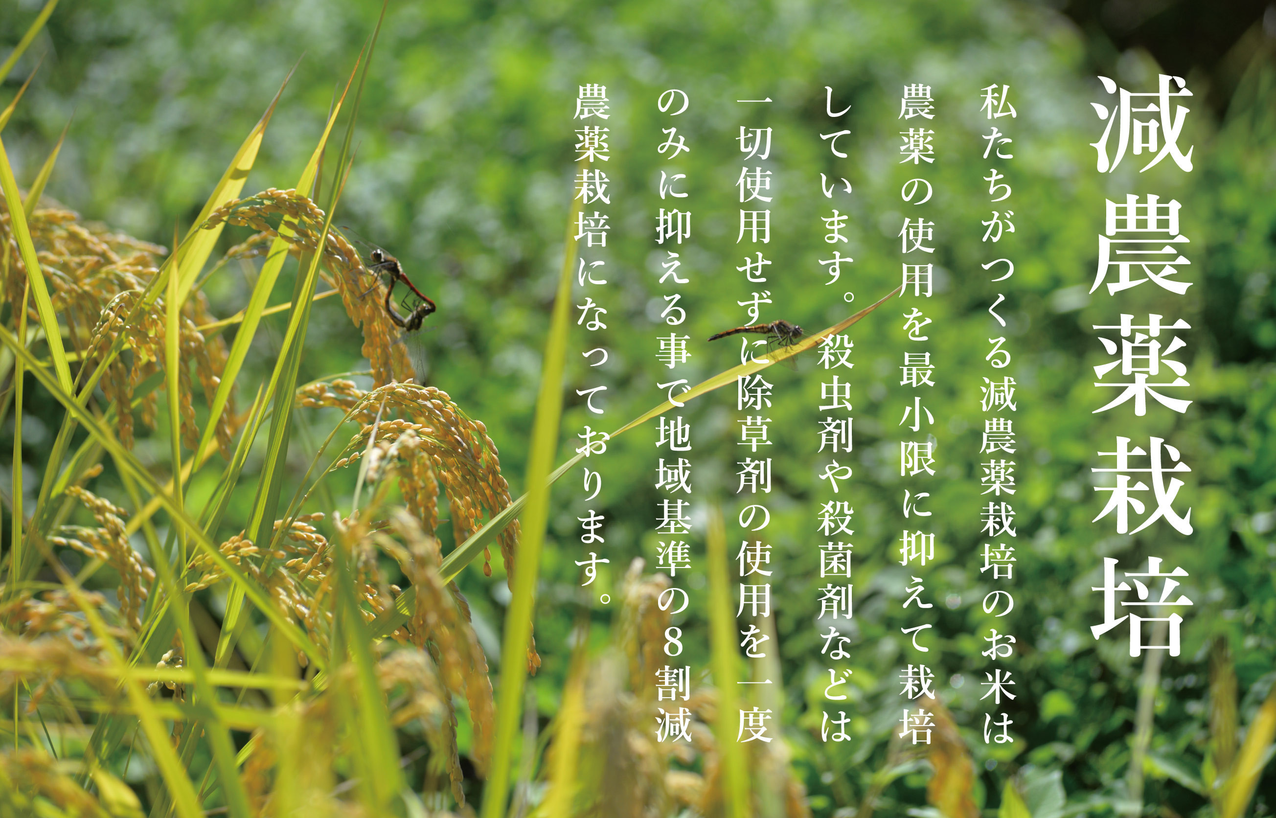 縲蝉サ、蜥7蟷エ逕」縲鷹未譎コ譎エ縺後▽縺上k蜊鈴ュ壽イシ蝪ゥ豐「逕」繧ウ繧キ繝偵き繝ェ10kgシ5kgテ2蛟具シ 貂幄セイ阮ャ譬ス蝓ケ邀ウ