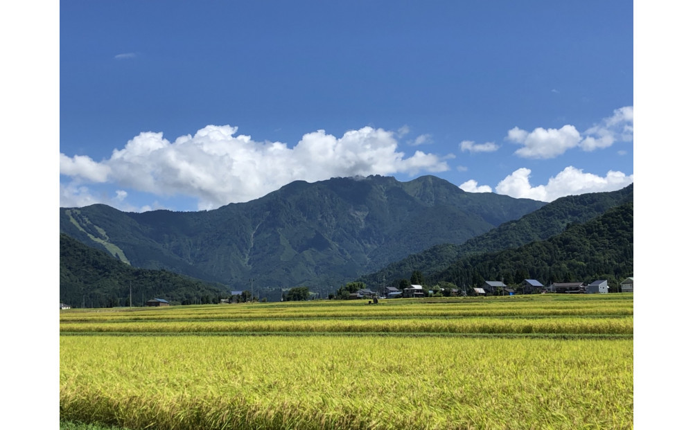 【令和8年産新米予約】[玄米]南魚沼産こしひかり＜定期便＞5kgx12回（月1回）八海山の里で実りました。【2026年9月中旬より順次発送予定】