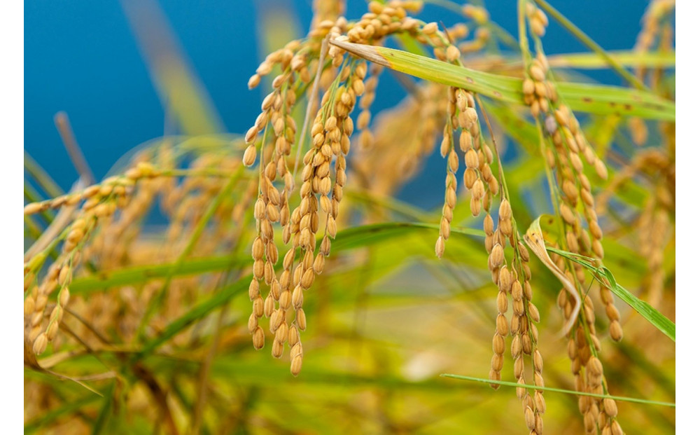 縲蝉サ、蜥7蟷エ逕」縲大漉鬲壽イシ逕」縲蝪ゥ豐「繧ウ繧キ繝偵き繝ェ縲後□縺吶¢邀ウ縲咲イセ邀ウ5kg