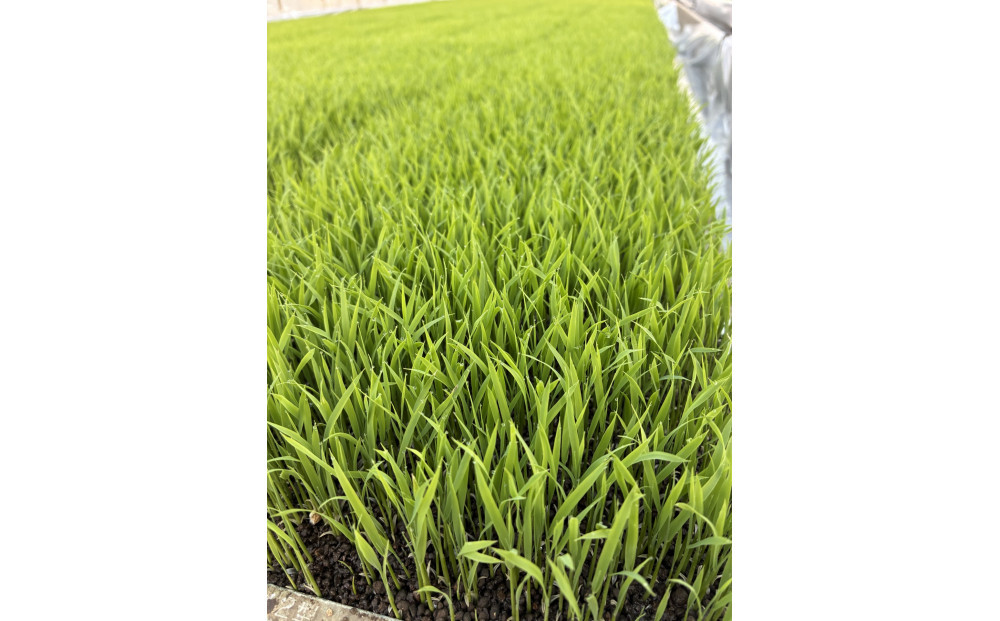 定期便　【令和7年産】南魚沼産コシヒカリ　八色　精米5kg×3回