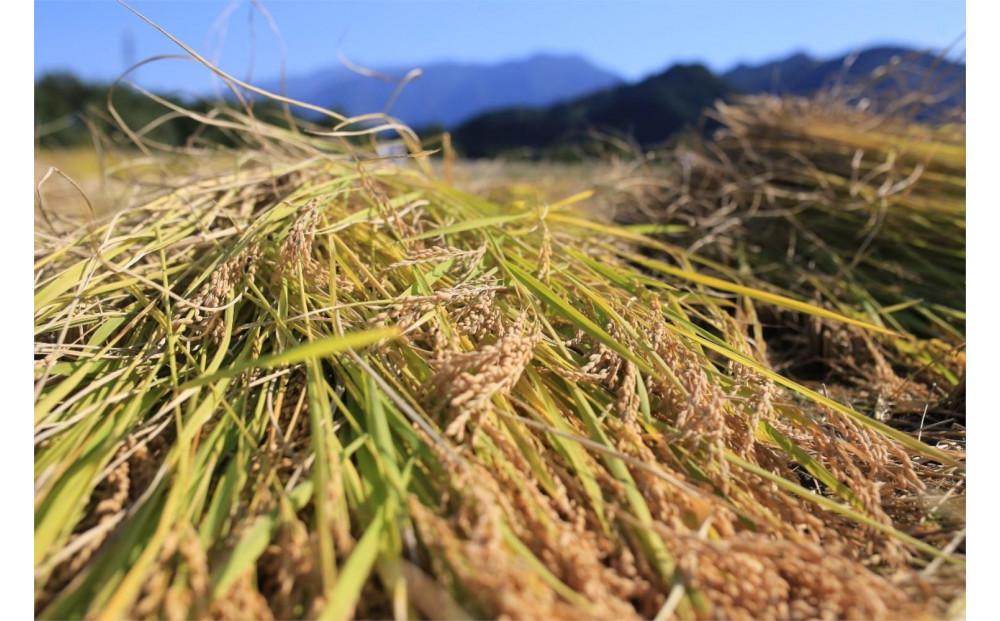 ã什å7幎ç£ããå®æäŸ¿ã»äžæ¬ãå±ãã5kgÃ6ã¶æãåéæ²Œç£ã³ã·ãã«ãª