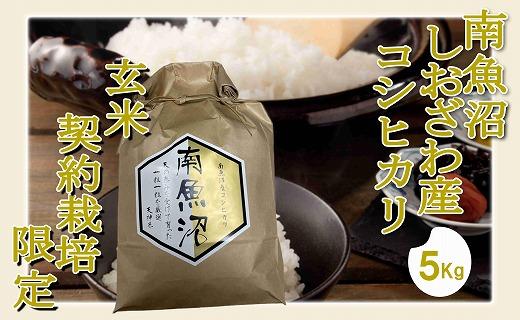 【令和7年産】【玄米５Kg】●玄米● 生産者限定 南魚沼しおざわ産コシヒカリ