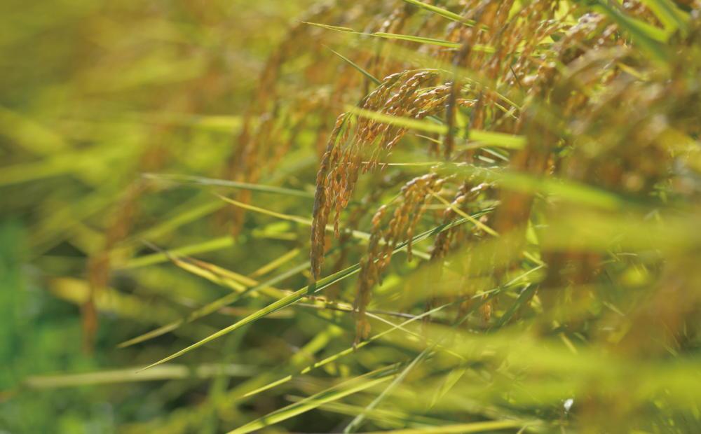 縲仙ョ壽悄萓ソ莉、蜥7蟷エ逕」縲鷹未譎コ譎エ縺後▽縺上k蜊鈴ュ壽イシ蝪ゥ豐「逕」繧ウ繧キ繝偵き繝ェ 10kgテ怜ィ6蝗 貂幄セイ阮ャ譬ス蝓ケ邀ウ縲2025蟷エ9譛井クュ譌ャ繧医j鬆谺。逋コ騾∽コ亥ョ壹