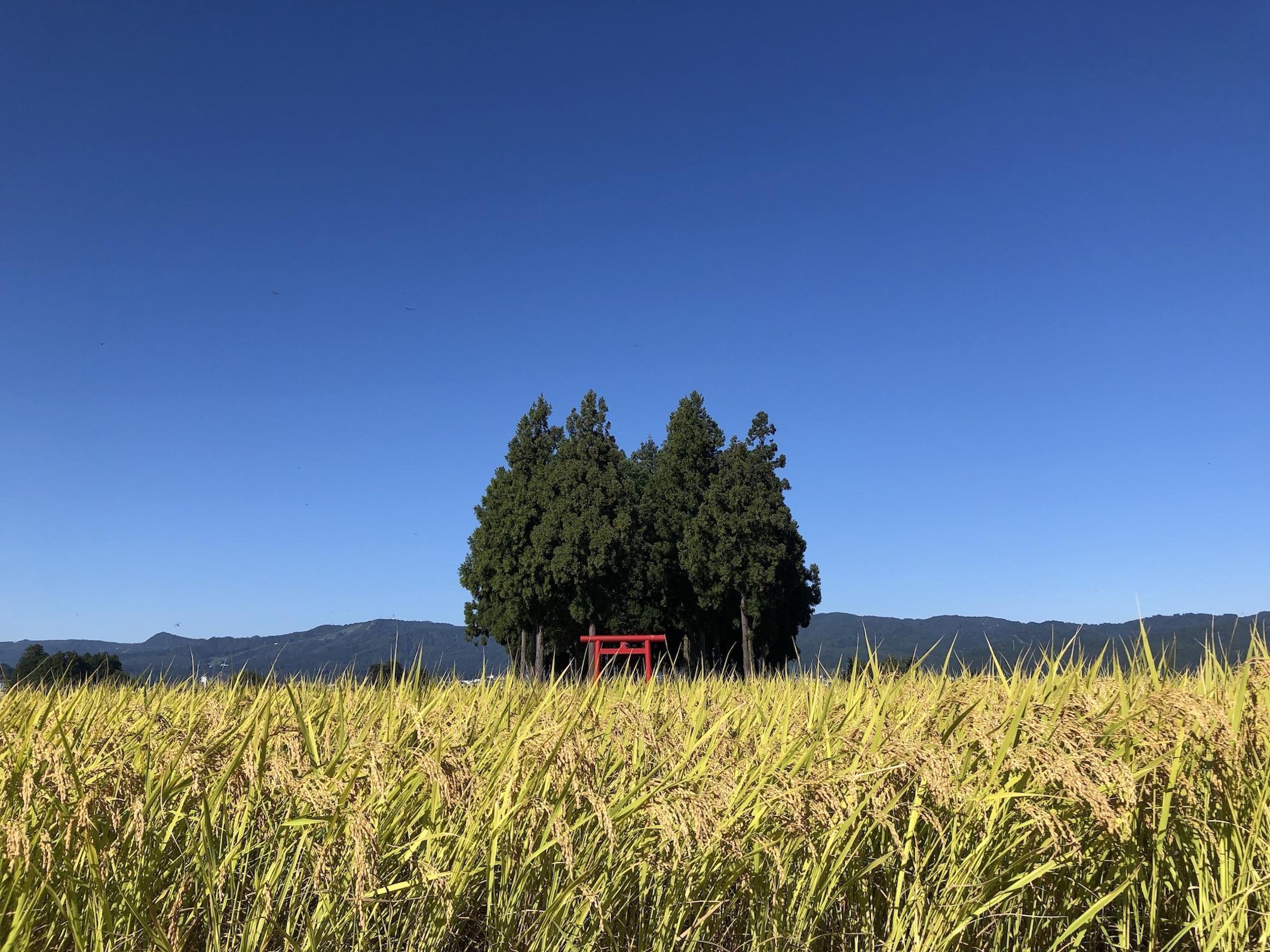 [令和6年産] 　JAS認定　有機栽培米　農薬・化学肥料不使用の米　南魚沼産こしひかり5kgx2  八海山の里で実りました。