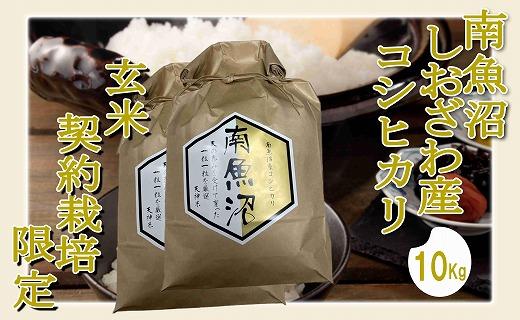 【令和7年産】【玄米１０Kg】●玄米● 生産者限定 南魚沼しおざわ産コシヒカリ