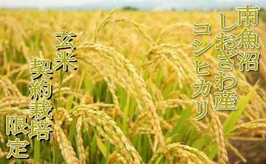 【令和7年産】【玄米２０Kg】●玄米● 生産者限定 南魚沼しおざわ産コシヒカリ【銘柄米 ブランド米 玄米 こしひかり コシヒカリ 魚沼産 新潟米 産地直送 お米 米 こめ コメ ご飯 御飯 ごはん】
