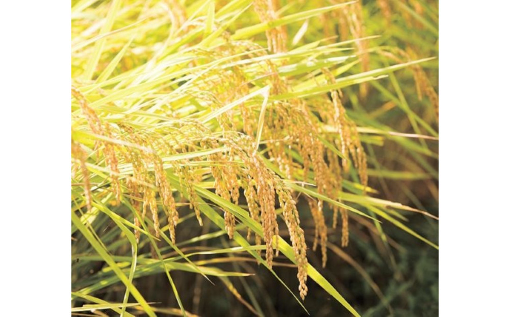 縲撰シイ7蟷エ逕」縲代仙ョ壽悄萓ソ縲大漉鬲壽イシ逕」繧ウ繧キ繝偵き繝ェ邊セ邀ウ2kgテ暦シ門屓 螻ア譛ャ螳カ縲仙セ捺擂蜩∫ィョ縲