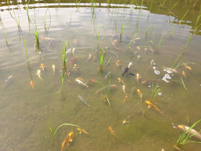 【頒布会】「こいみのり」鯉農法で栽培した特別な南魚沼産コシヒカリ 有機栽培米 （2合×15袋／全6回）