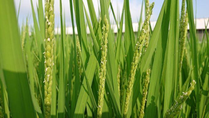 【令和5年産米】南魚沼産コシヒカリ10kg 井口農場こだわりの 特別栽培米
