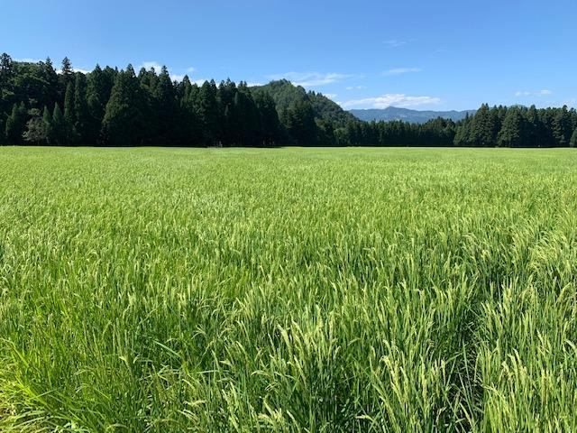 居田屋米itaya-mai 塩沢コシヒカリ(精米5kg)