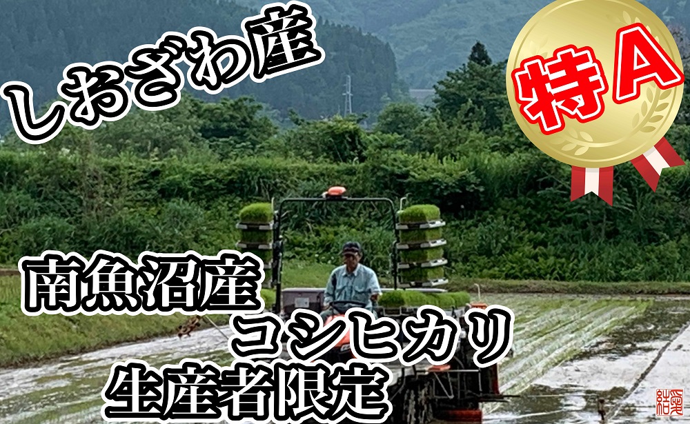 【令和7年産】【定期便／20kg×6ヶ月】生産者限定 契約栽培 南魚沼しおざわ産コシヒカリ